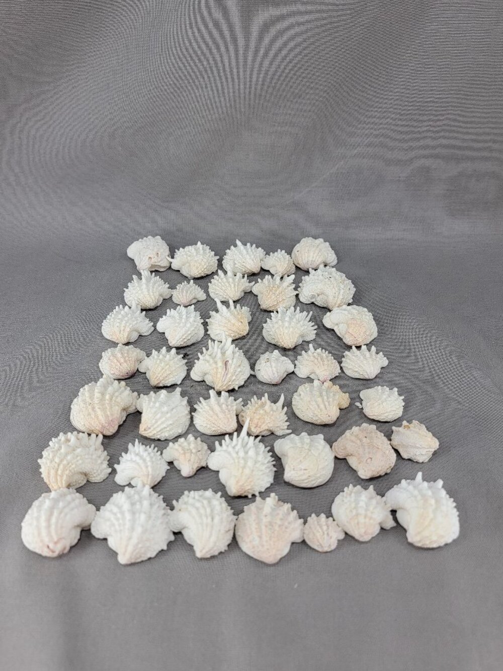 Spiny Jewel Box Shell Seashell Mixed Lot White Thorny Beach Decor Crafts